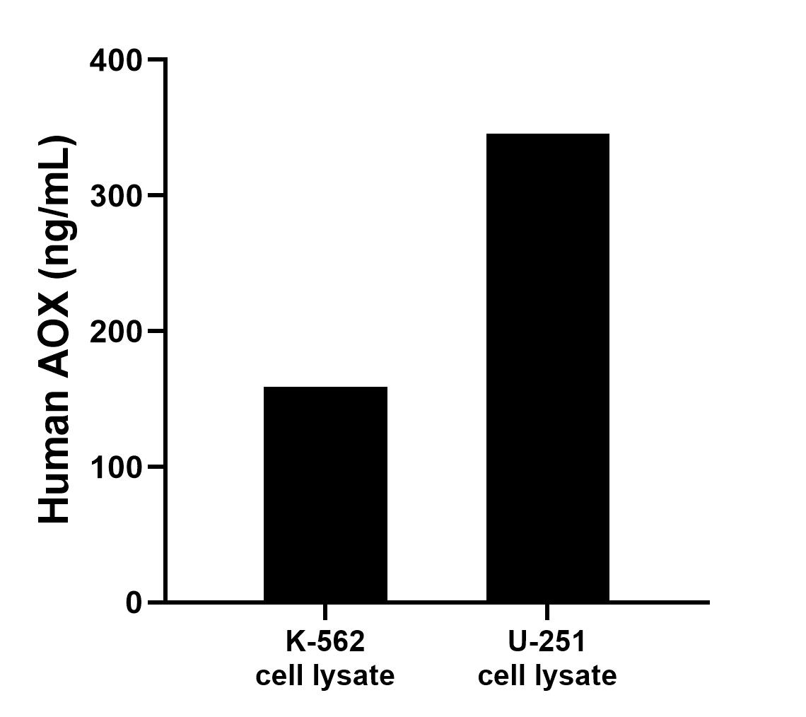 K-562 and U-251 cell lysates were measured. The human AOX concentration of detected samples was determined to be 158.79 ng/mL (based on a 2.1 mg/mL extract load) in K-562 cell lyaste and 345.46 ng/mL (based on a 1.6 mg/mL extract load) in U-251 cell lysate. 	